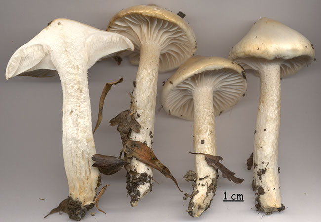 Hygrophorus cossus